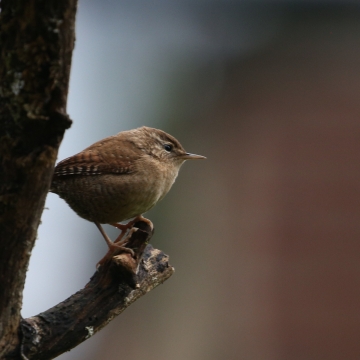 Oiseaux de sous bois